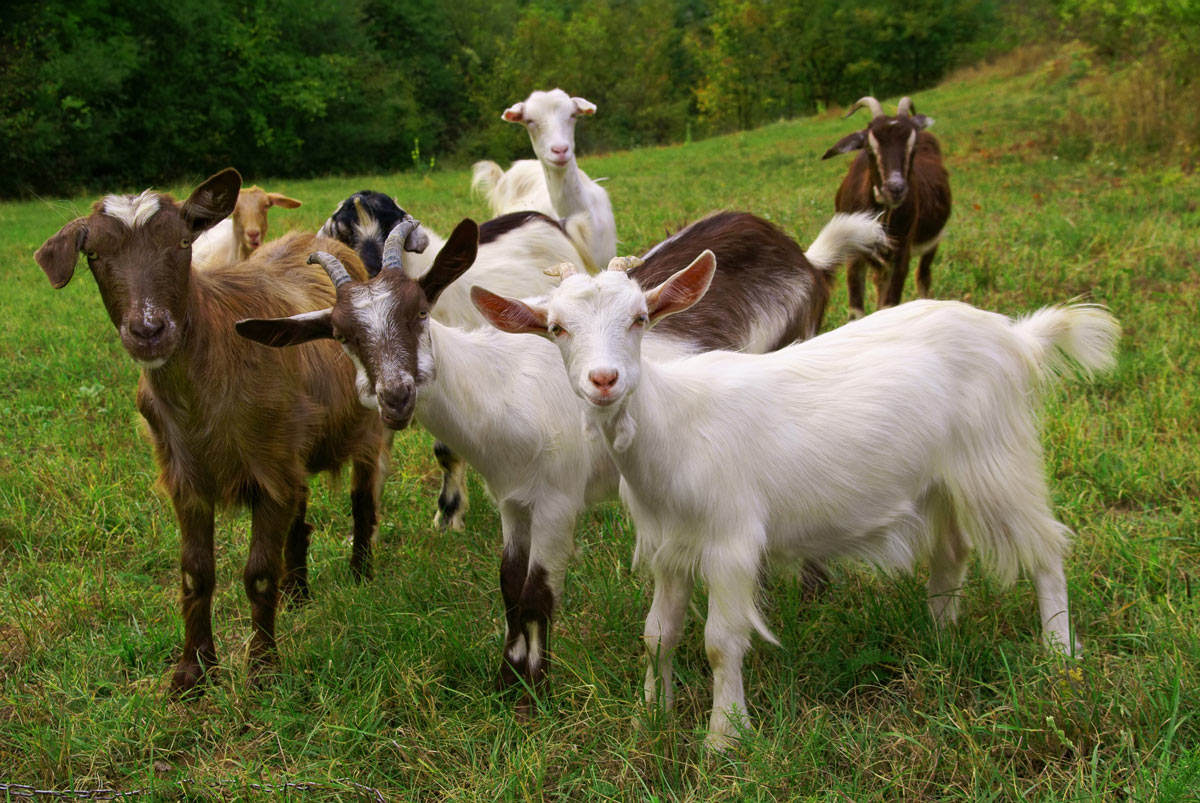 Farm Raised Goats