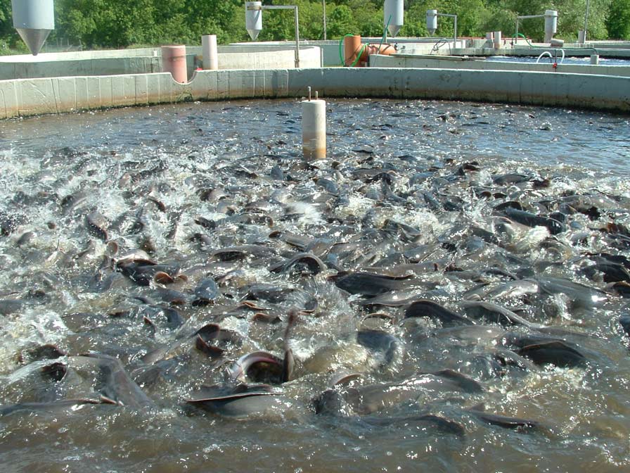 Fish Farming