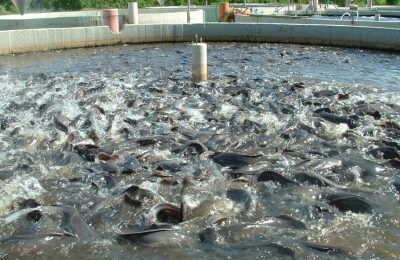 Fish Farming Fish Farming