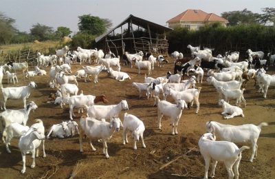 Goat Farming Goat Farming